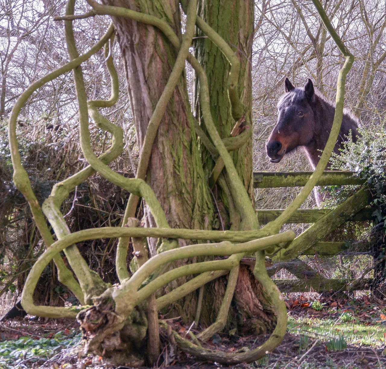 CAT ON TREE TRUNK