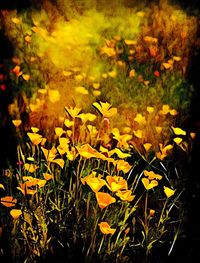 Close-up of yellow flowers blooming outdoors