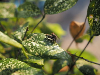 Close-up of insect on leaf