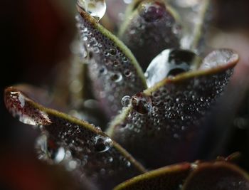 Close-up of crab on leaf