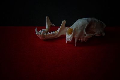 Close-up of white horse on table against black background