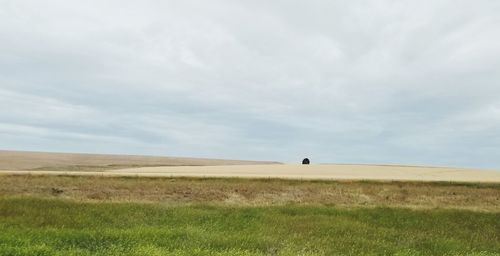 Scenic view of grassy field against sky