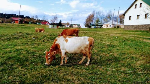 Cows on field by house against sky