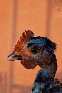 Close-up of a bird