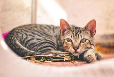 Portrait of a cat resting