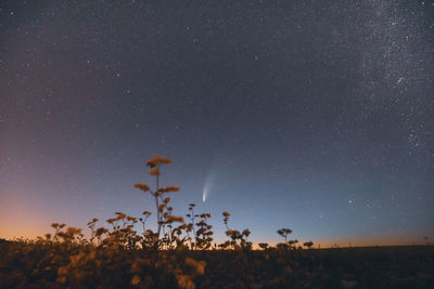 Low angle view of trees against sky at night