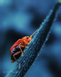 Close-up of insect