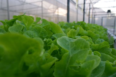 Close-up of plant growing in greenhouse