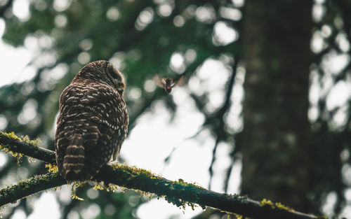 Low angle view of owl perching on branch