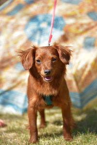 Portrait of dog standing on field