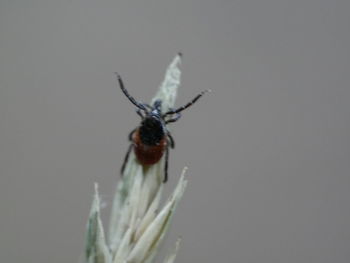 Close-up of insect