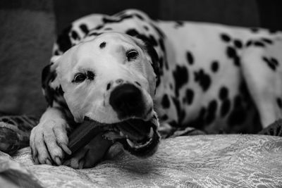 Close-up portrait of dog relaxing on bed