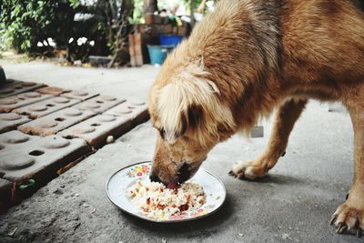 Close-up of dog eating food