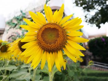 Close-up of yellow sunflower blooming outdoors