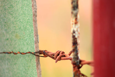 Close-up of barbed wire against wall