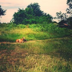 Dog on grassy field