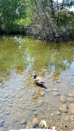 Duck swimming on lake