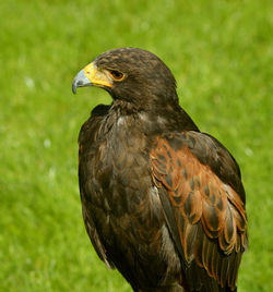 Harris hawk latin name parabuteo unicinctus