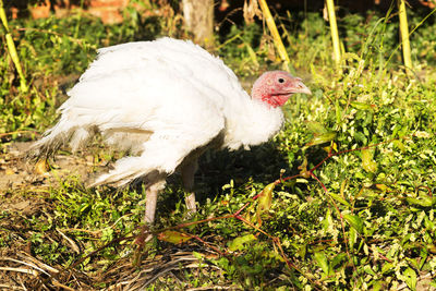 Turkey in traditional farm for thanksgivingday in christmas