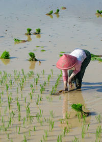 Woman working in farm field