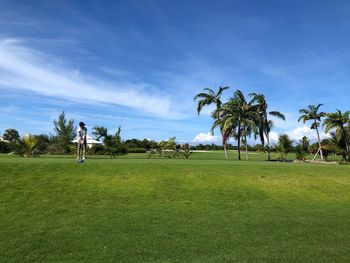 Palm trees on field against sky