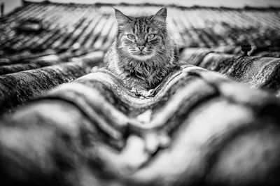 Close-up portrait of kitten