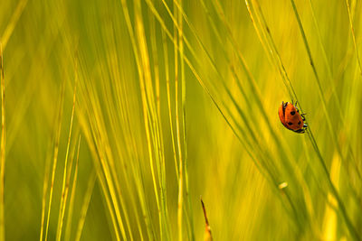 Fresh green wheat ears spikes and a ladybug on nature closeup macro