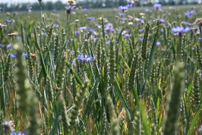 Close-up of purple flowering plants on field