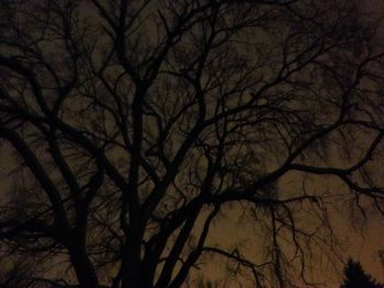 Low angle view of bare trees against sky at sunset