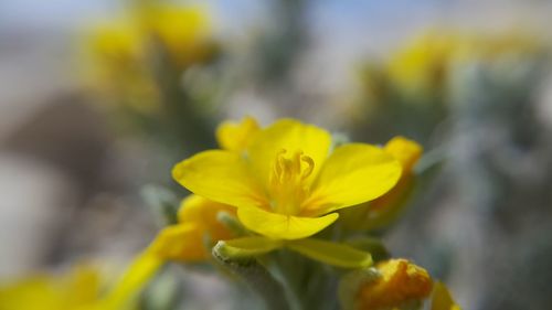 Close-up of yellow flower blooming outdoors