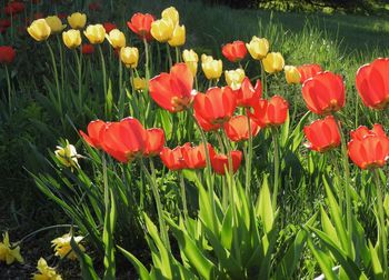 Close-up of red tulips in field