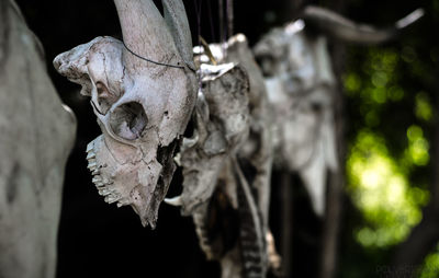 Close-up of human skull
