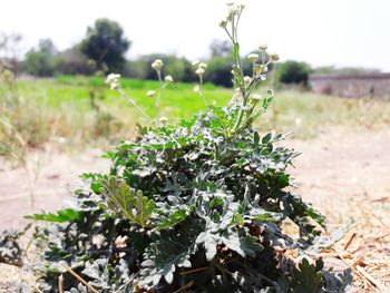 Close-up of plant growing in field