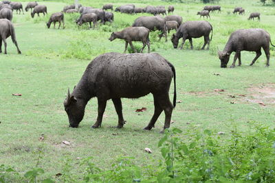 Sheep grazing in a field