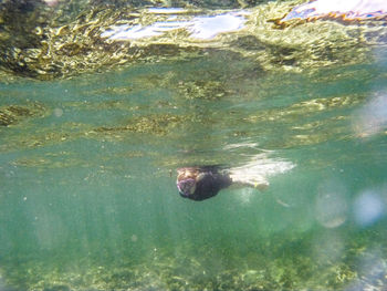 Duck swimming in water