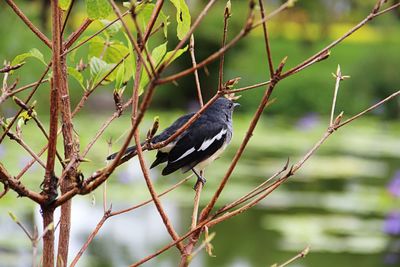 Bird perching on twig