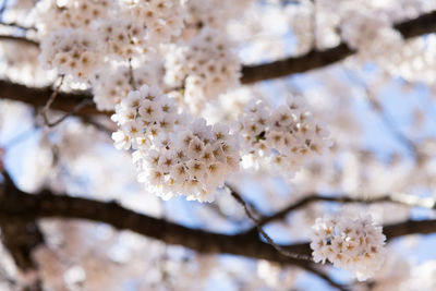 Close-up of white cherry blossom tree