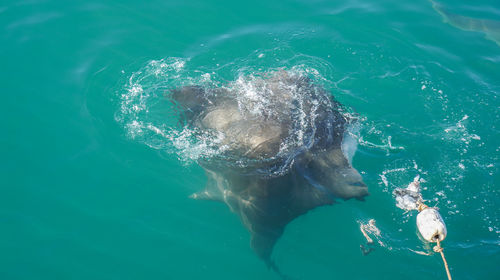 High angle view of large stringrey baiting in sea