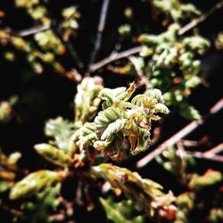 Close-up of leaves