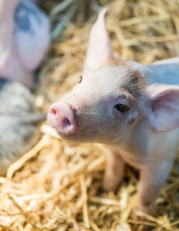 Close-up of piglet