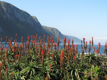 Cactus plants against mountain and clear sky