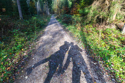 High angle view of footpath amidst trees in forest