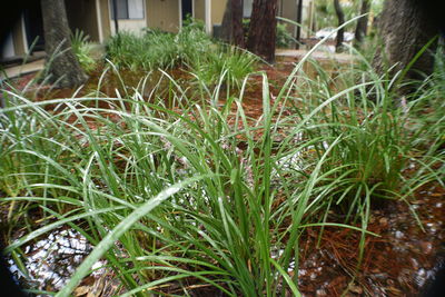 Close-up of grass