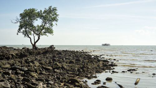 Tree growing at beach against sky