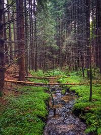 Trees in forest