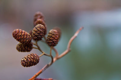 Close-up of pine cones on tree