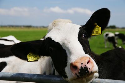 Close-up of cow peeking through fence on pasture