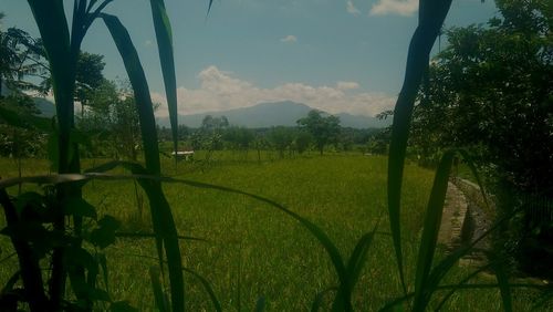 Scenic view of field against sky