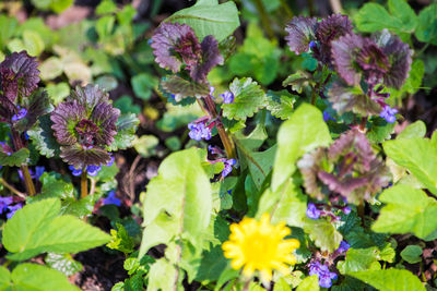 Close-up of purple flowers