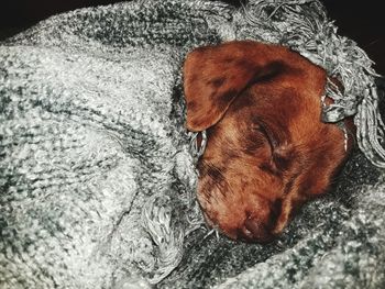 High angle view of dog sleeping